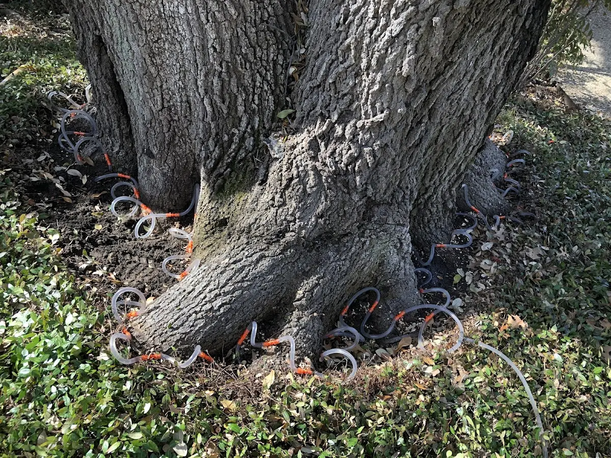 Detailed Tree Cabling and Bracing job site in Noonan
