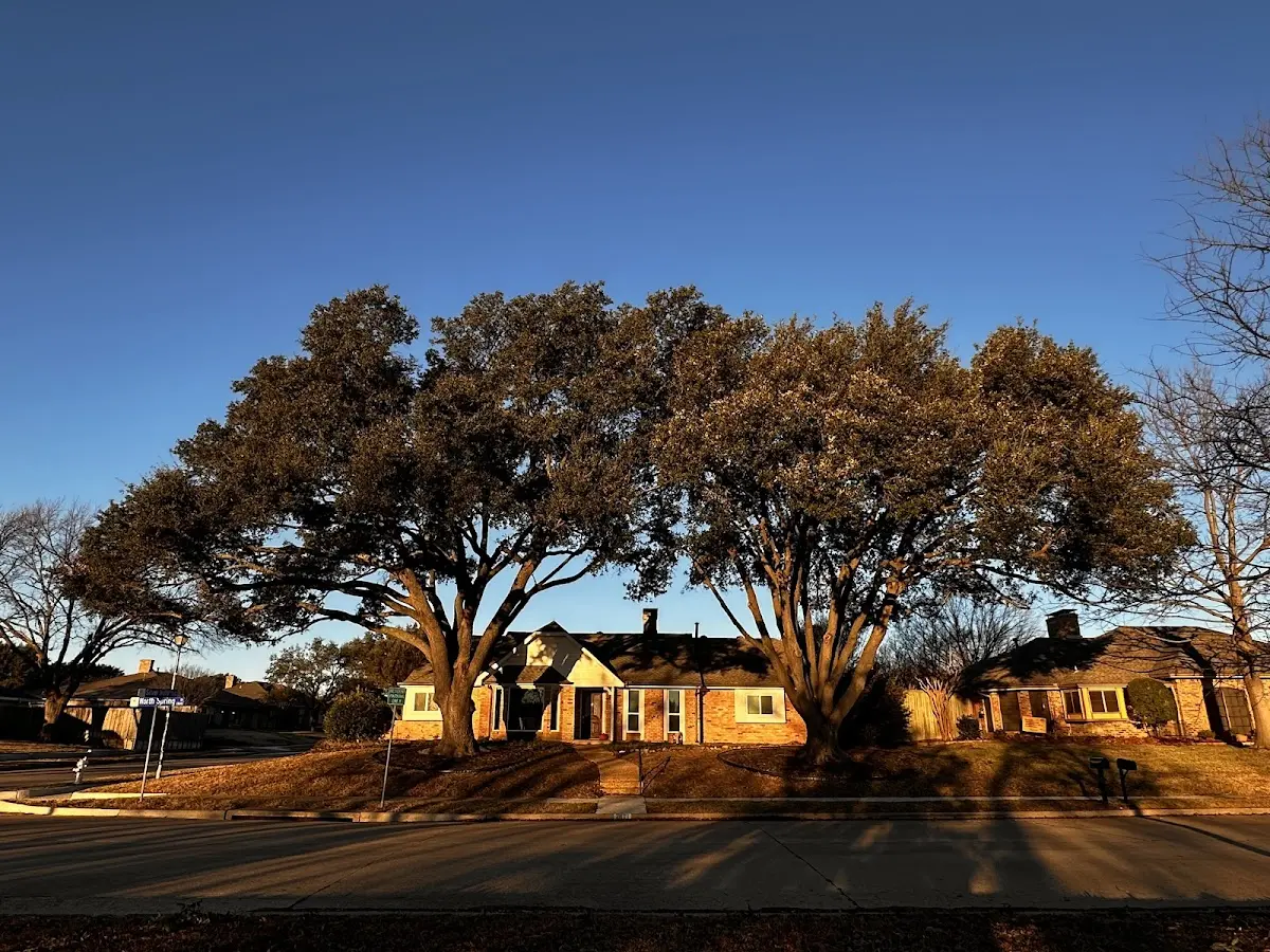 Established residential canopy tree shading a home in Noonan